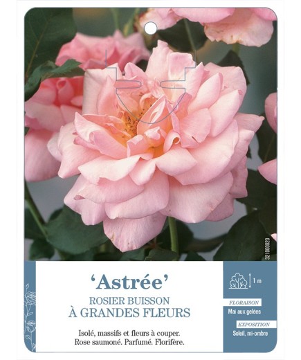 Rosier à grandes fleurs ASTRÉE