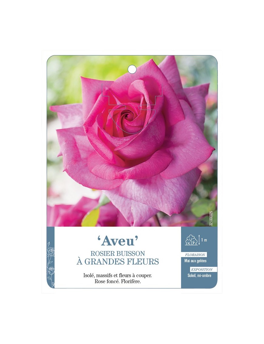 Rosier à grandes fleurs AVEU