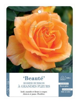 Rosier à grandes fleurs BEAUTÉ *