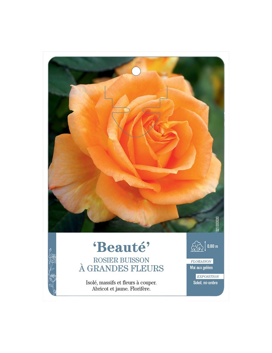 Rosier à grandes fleurs BEAUTÉ *