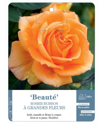 Rosier à grandes fleurs BEAUTÉ *