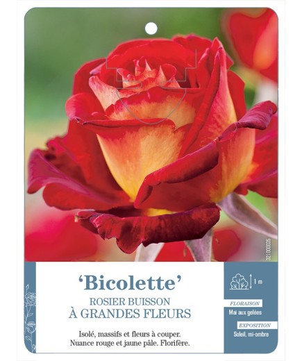 Rosier à grandes fleurs BICOLETTE