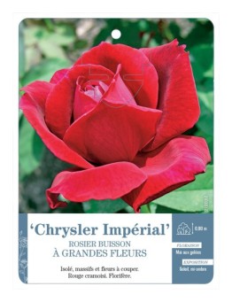 Rosier à grandes fleurs CHRYSLER IMPÉRIAL