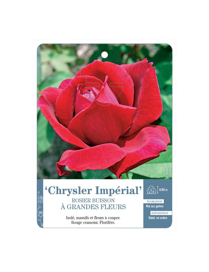 Rosier à grandes fleurs CHRYSLER IMPÉRIAL