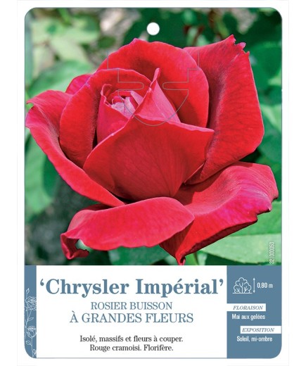 Rosier à grandes fleurs CHRYSLER IMPÉRIAL