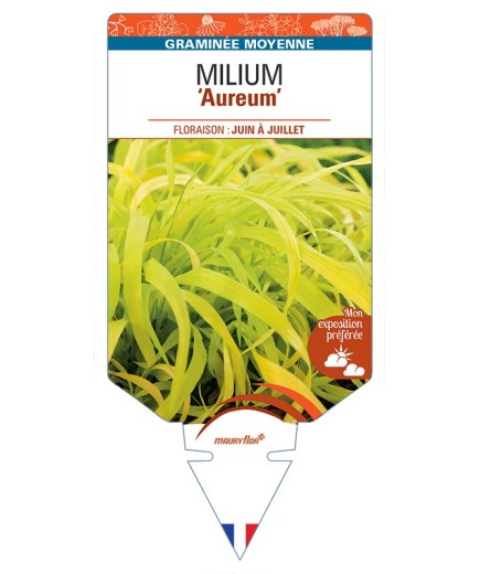 MILIUM (effusum) Aureum