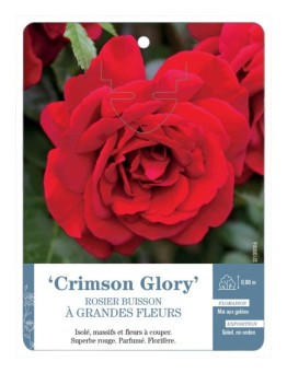 Rosier à grandes fleurs CRIMSON GLORY *