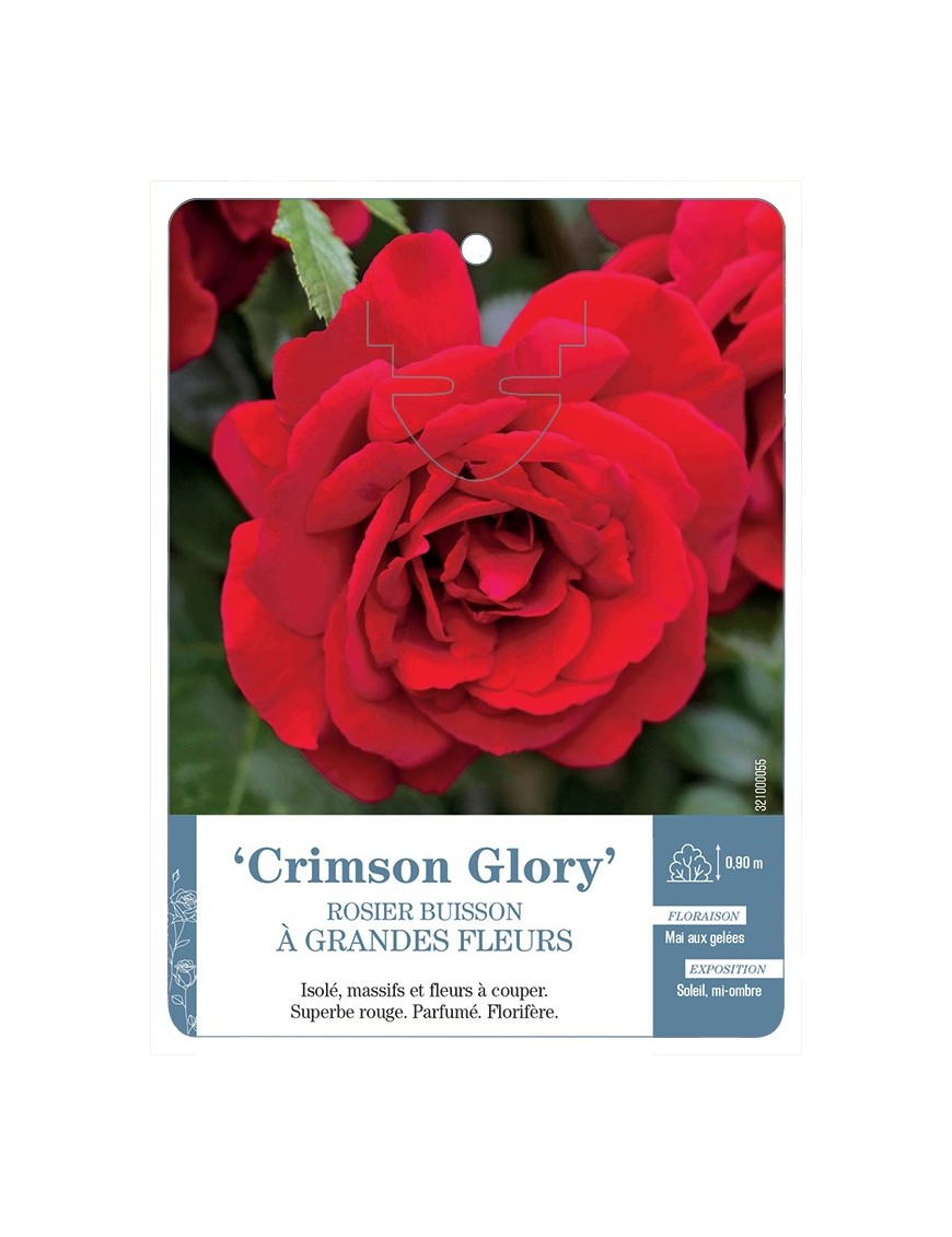 Rosier à grandes fleurs CRIMSON GLORY *