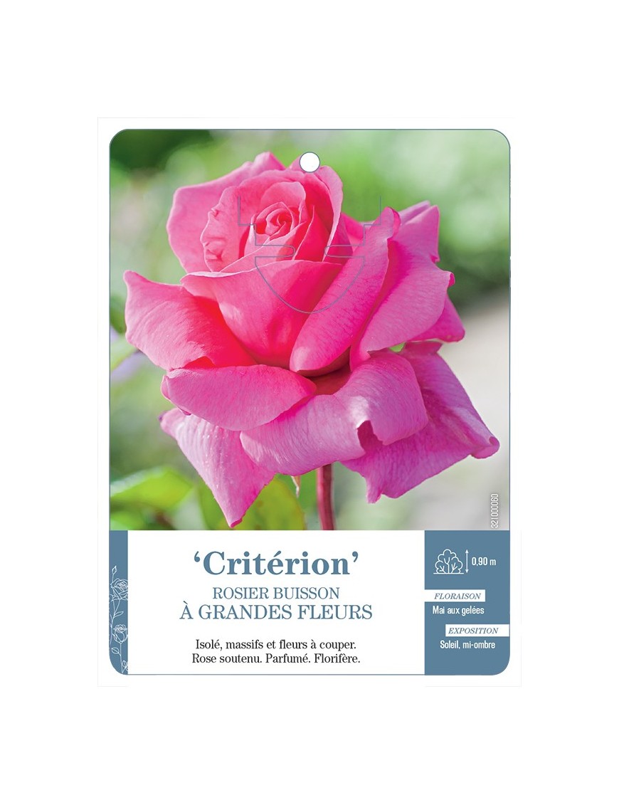 Rosier à grandes fleurs CRITÉRION