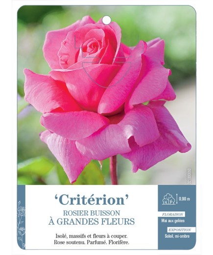 Rosier à grandes fleurs CRITÉRION