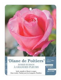 Rosier à grandes fleurs DIANE DE POITIERS