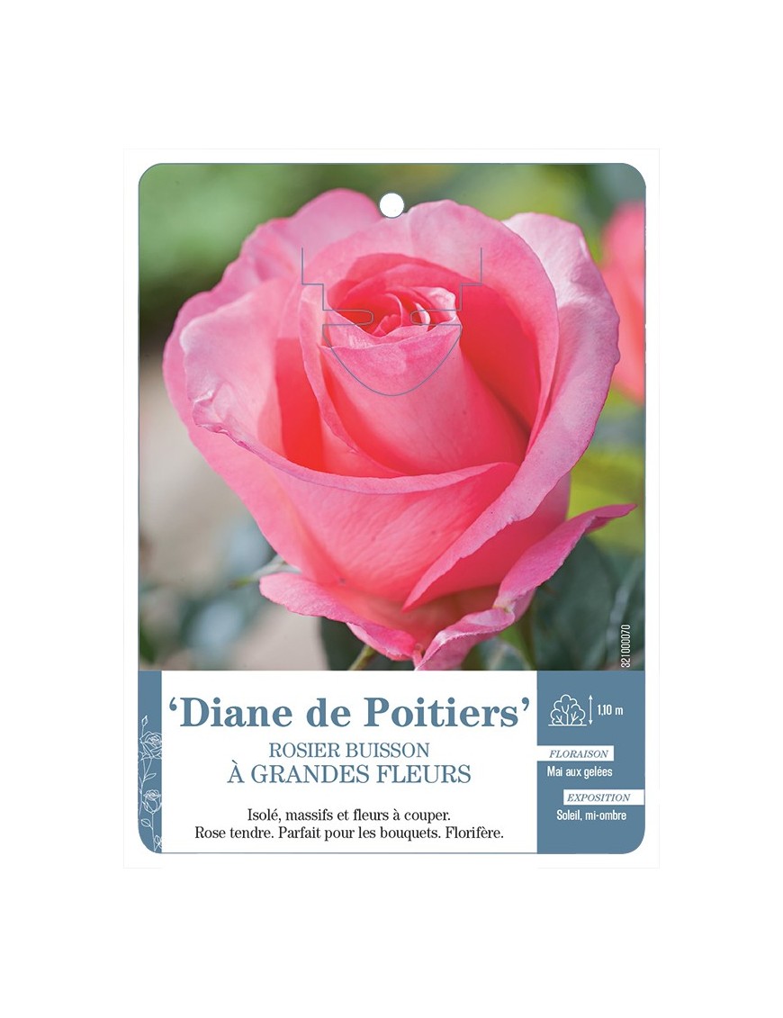Rosier à grandes fleurs DIANE DE POITIERS