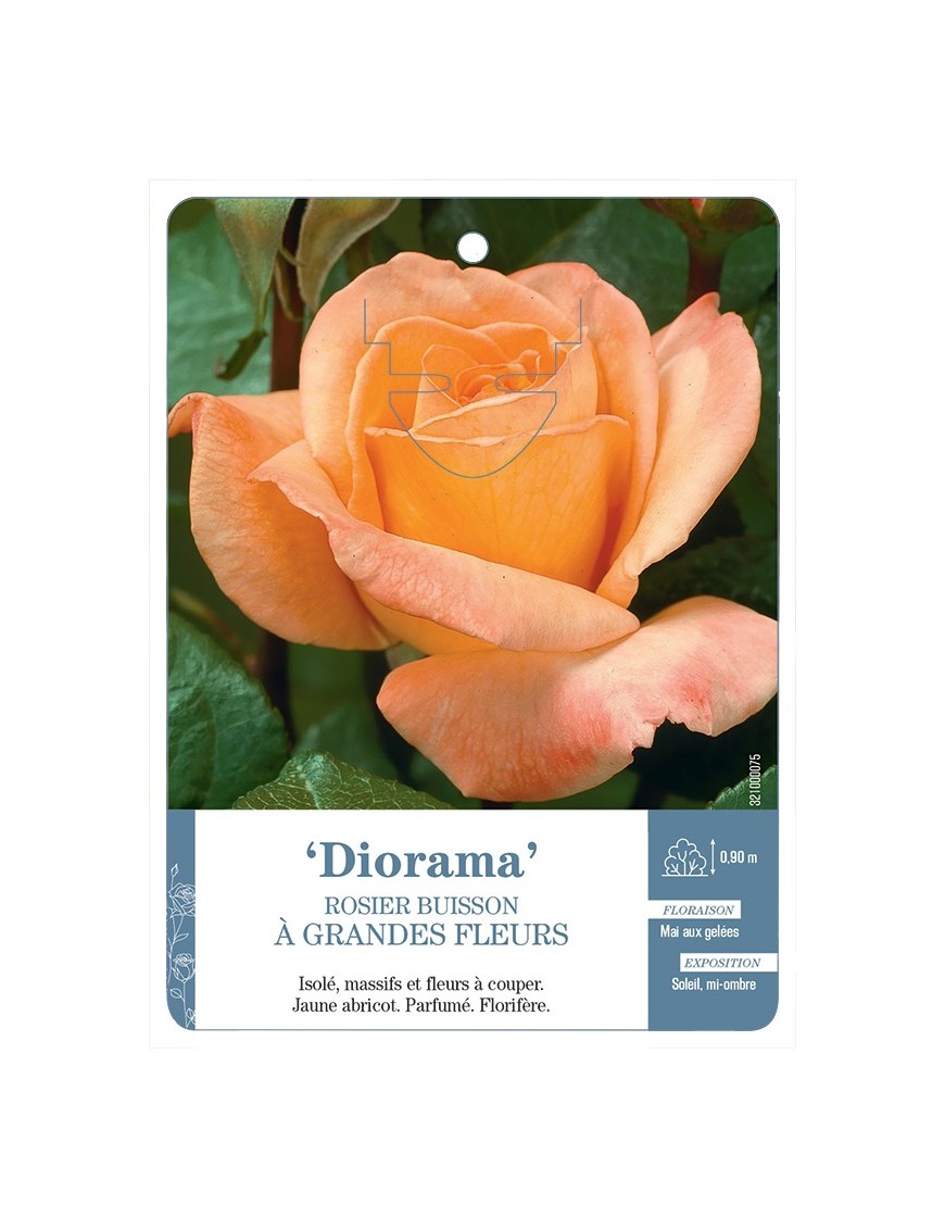 Rosier à grandes fleurs DIORAMA