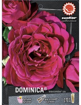 Rosier à grandes fleurs DOMINICA ® Intercomdoor