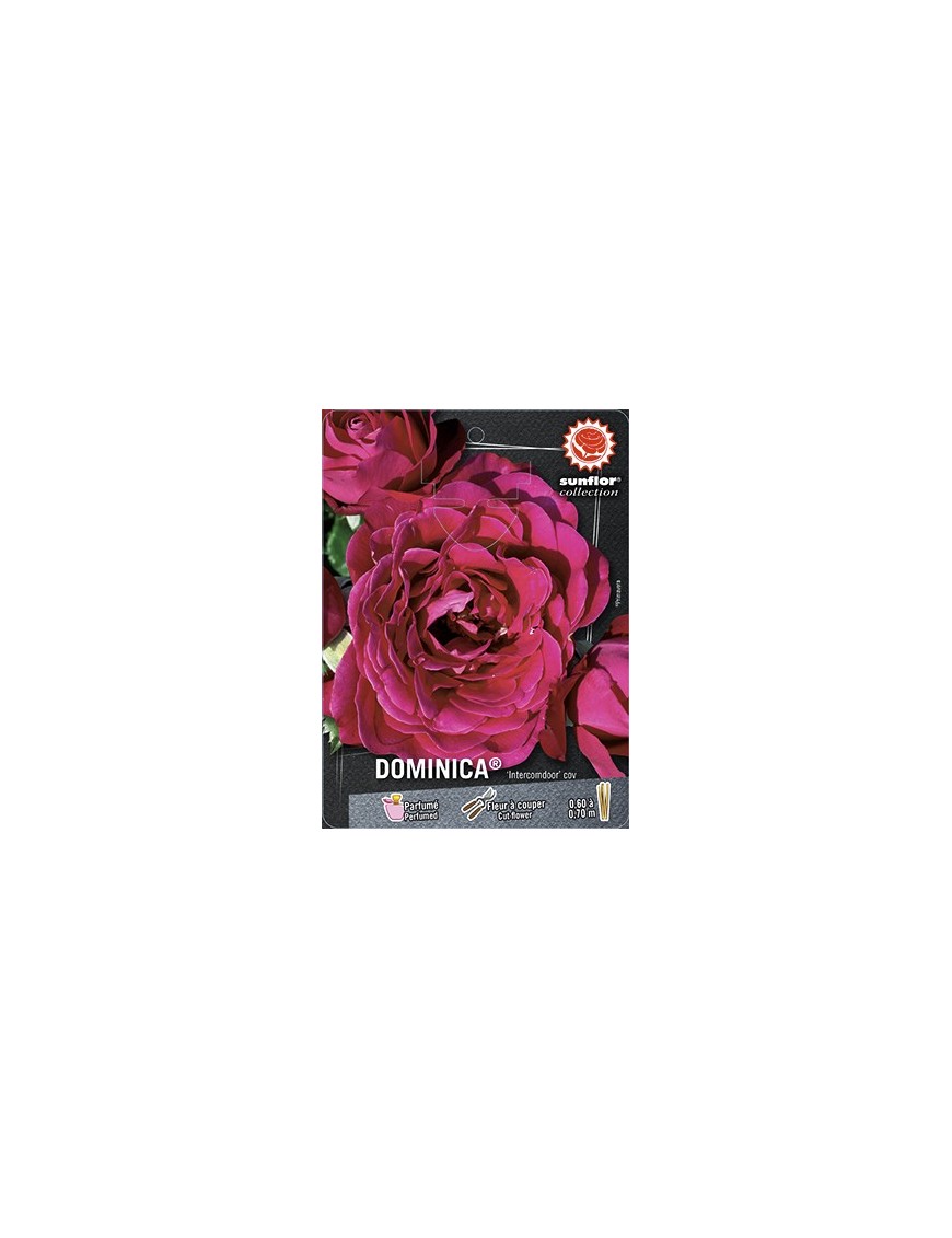 Rosier à grandes fleurs DOMINICA ® Intercomdoor