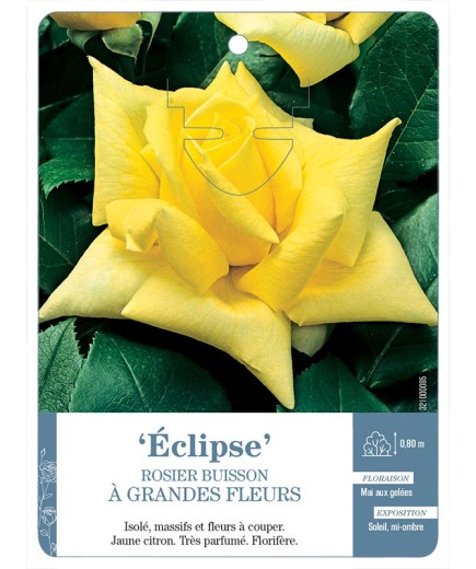 Rosier à grandes fleurs ECLIPSE *