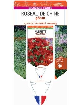 MISCANTHUS giganteus voir Roseau de Chine