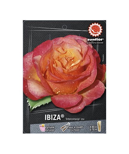 Rosier à grandes fleurs IBIZA ® Intercomanje