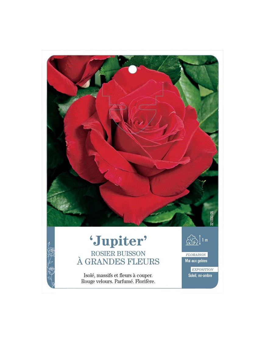 Rosier à grandes fleurs JUPITER *