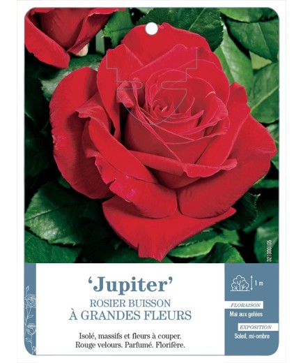 Rosier à grandes fleurs JUPITER *