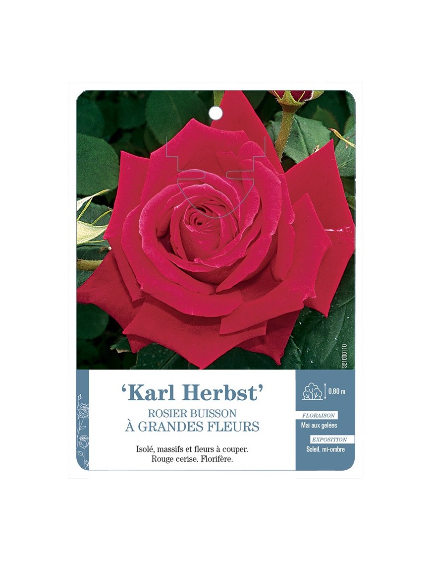 Rosier à grandes fleurs KARL HERBST