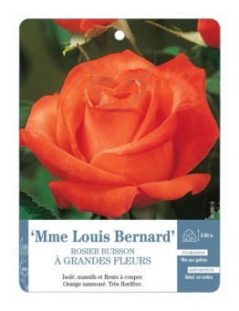Rosier à grandes fleurs MME LOUIS BERNARD *