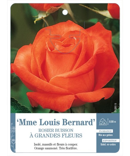 Rosier à grandes fleurs MME LOUIS BERNARD *