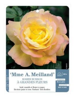 Rosier à grandes fleurs MME A. MEILLAND