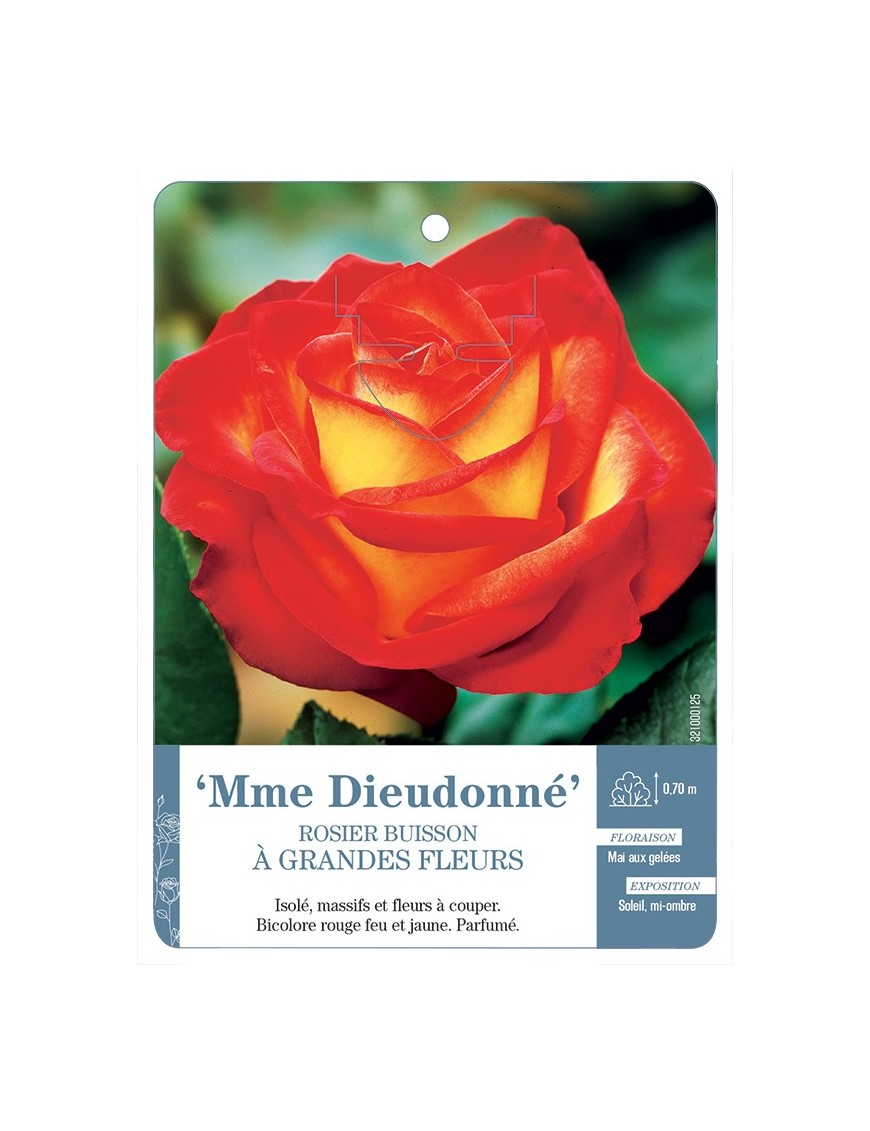 Rosier à grandes fleurs MME DIEUDONNÉ *