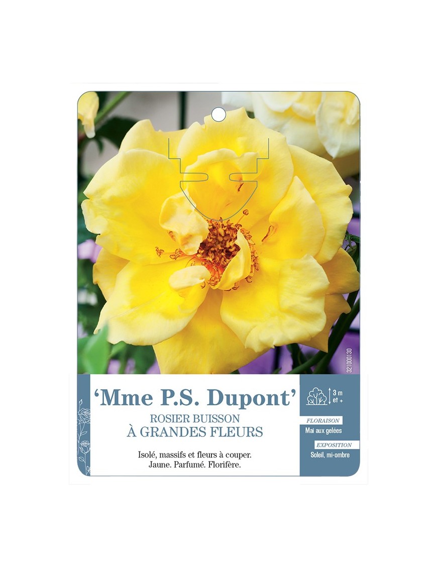 Rosier à grandes fleurs MME P.S. DUPONT *