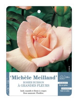 Rosier à grandes fleurs MICHÈLE MEILLAND