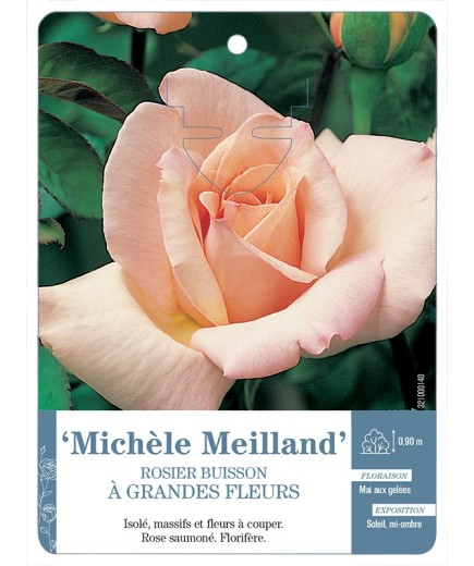Rosier à grandes fleurs MICHÈLE MEILLAND