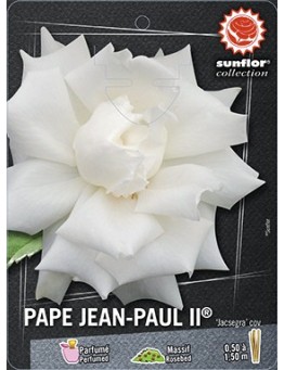 Rosier à grandes fleurs PAPE JEAN PAUL II ® Jacsegra