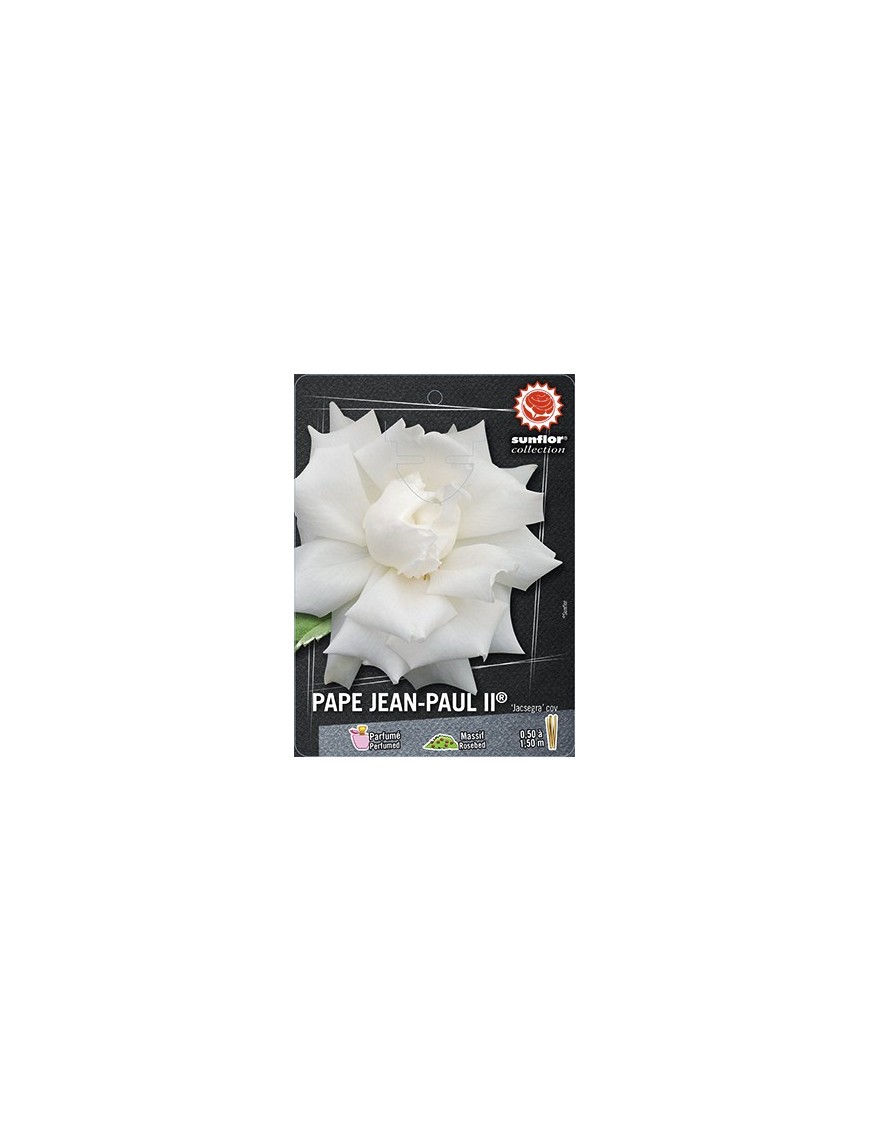 Rosier à grandes fleurs PAPE JEAN PAUL II ® Jacsegra