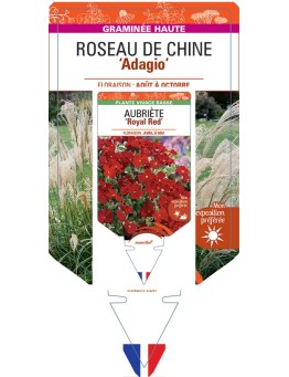 MISCANTHUS sinensis Adagio voir Roseau de Chine