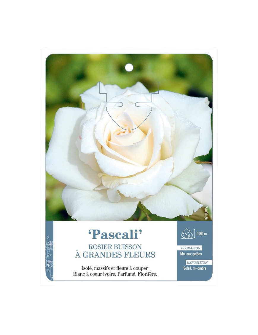 Rosier à grandes fleurs PASCALI