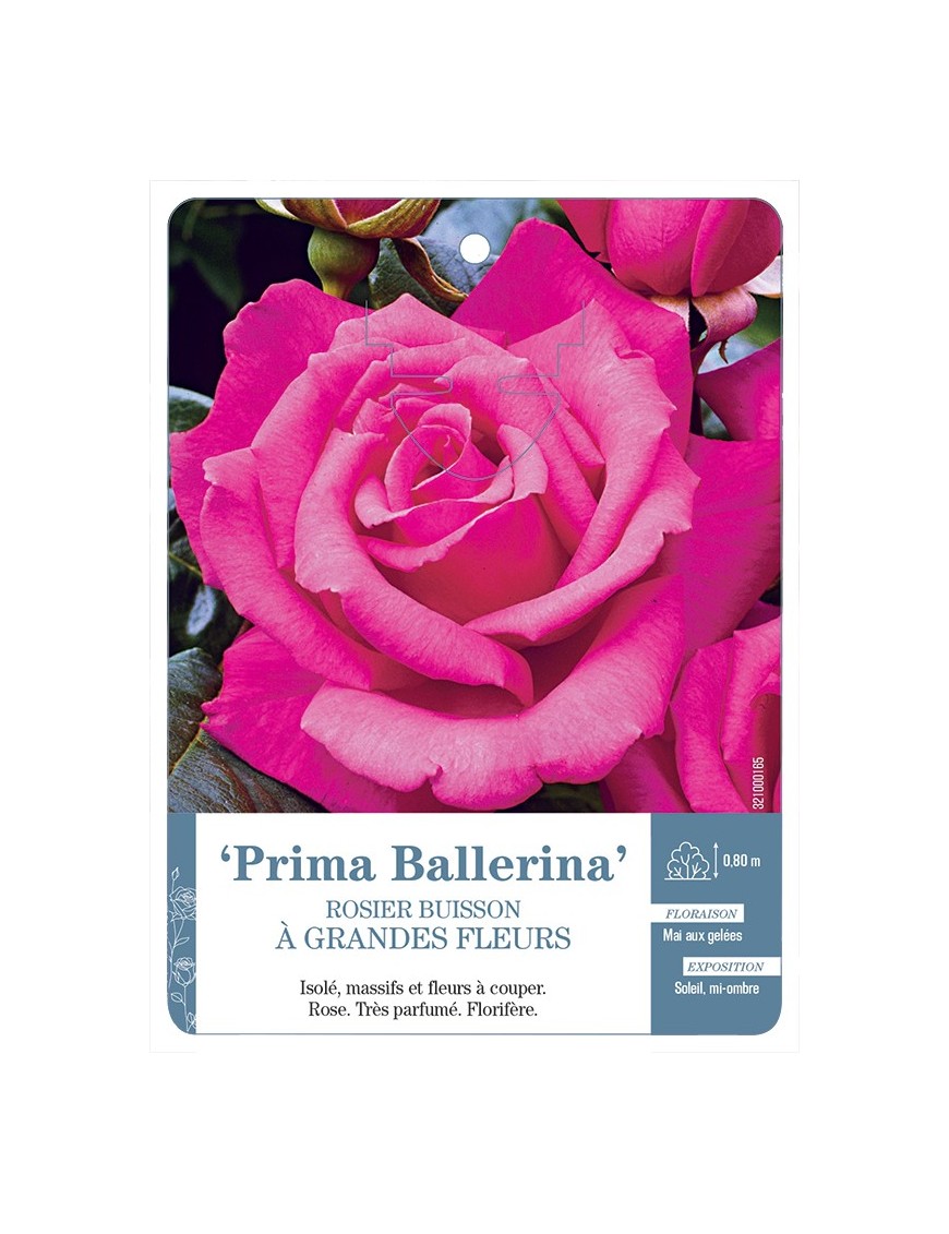Rosier à grandes fleurs PRIMA BALLERINA *