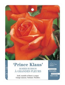 Rosier à grandes fleurs PRINCE KLAUS