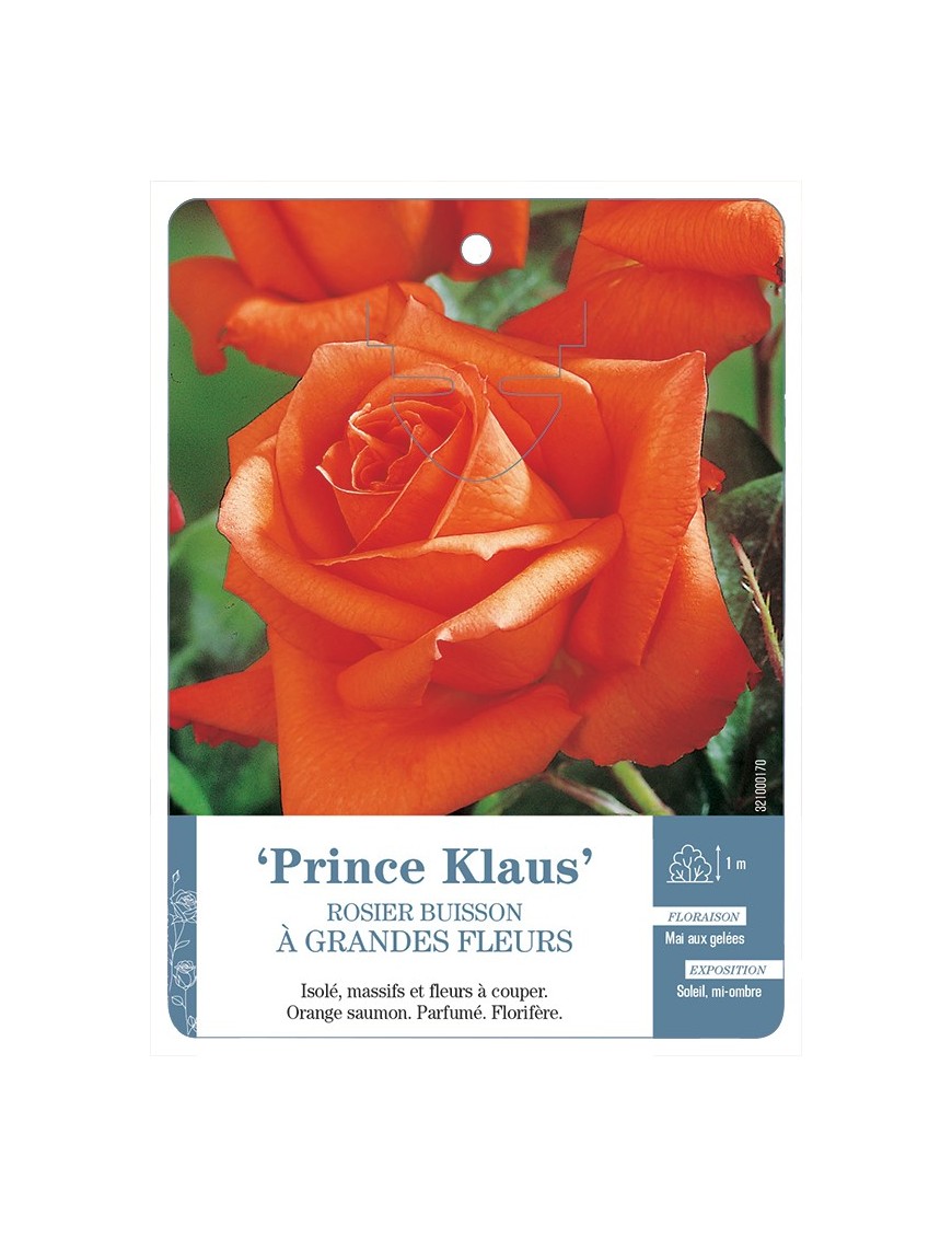 Rosier à grandes fleurs PRINCE KLAUS