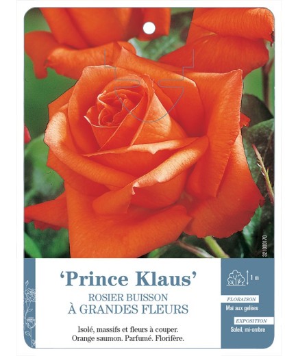 Rosier à grandes fleurs PRINCE KLAUS