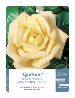 Rosier à grandes fleurs QUÉBEC *