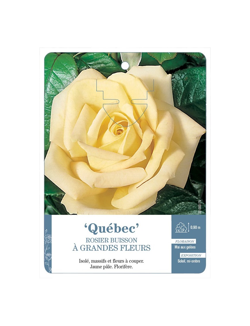 Rosier à grandes fleurs QUÉBEC *