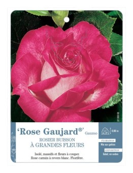 Rosier à grandes fleurs ROSE GAUJARD ® GAUMO *