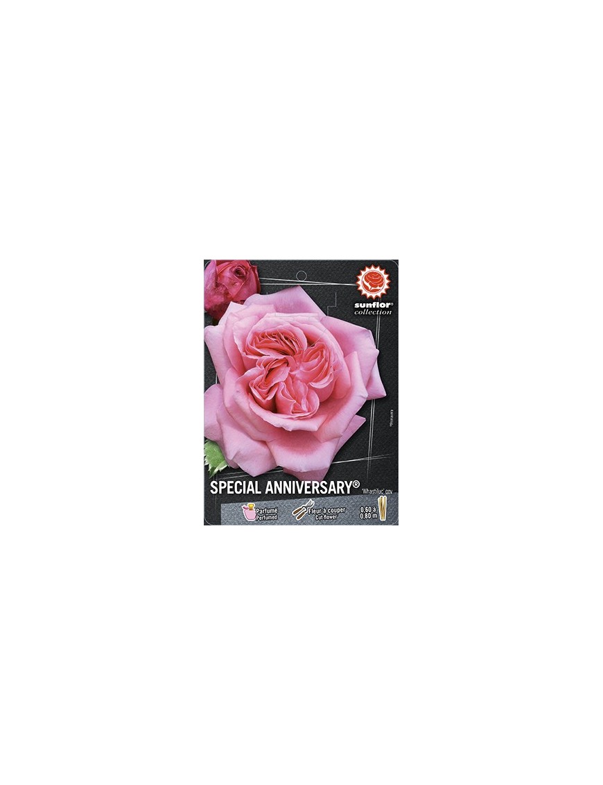 Rosier à grandes fleurs SPECIAL ANNIVERSARY ® Whastiluc