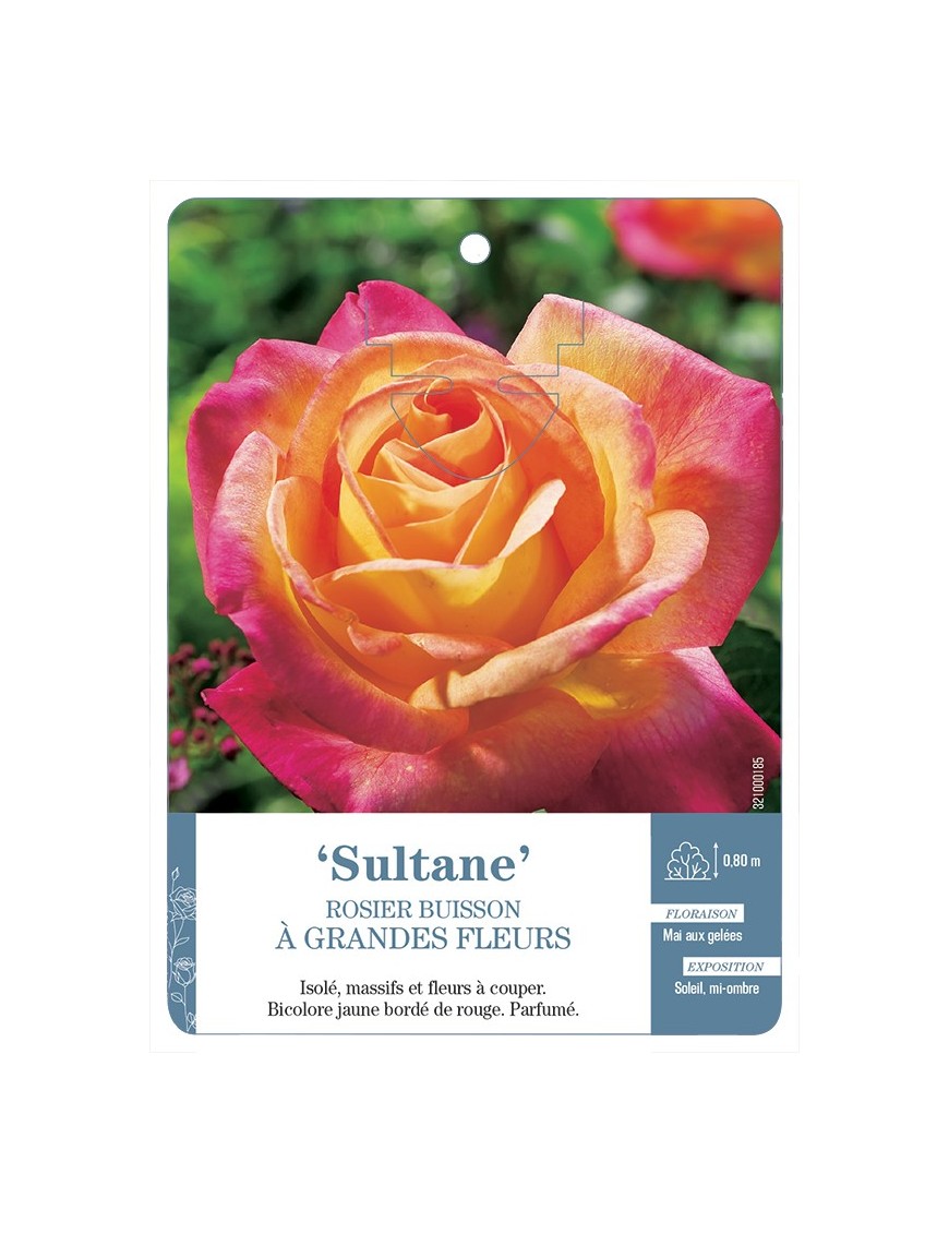 Rosier à grandes fleurs SULTANE *