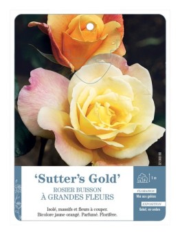 Rosier à grandes fleurs SUTTER'S GOLD *