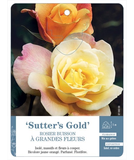 Rosier à grandes fleurs SUTTER'S GOLD *