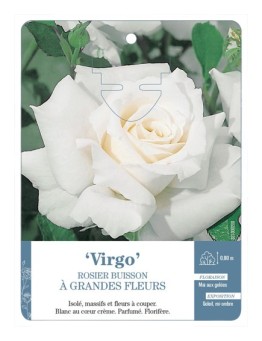 Rosier à grandes fleurs VIRGO