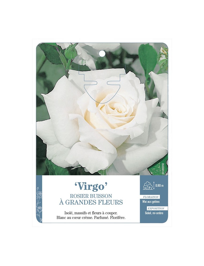 Rosier à grandes fleurs VIRGO