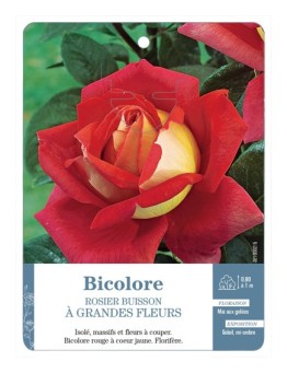 Rosier à grandes fleurs BICOLORE (JAUNE ET ROUGE) *